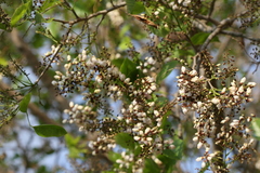 Pongamia pinnata